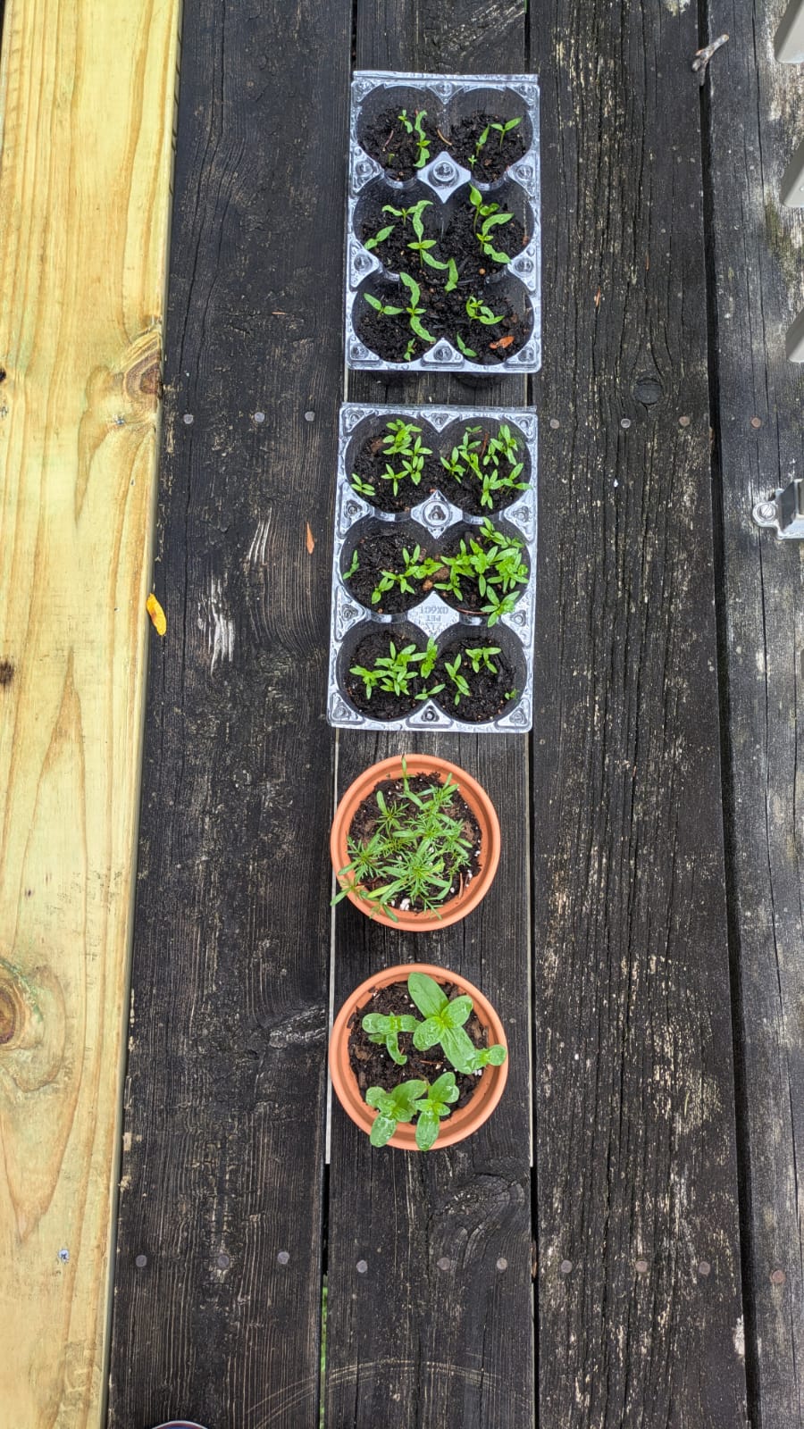 seedlings